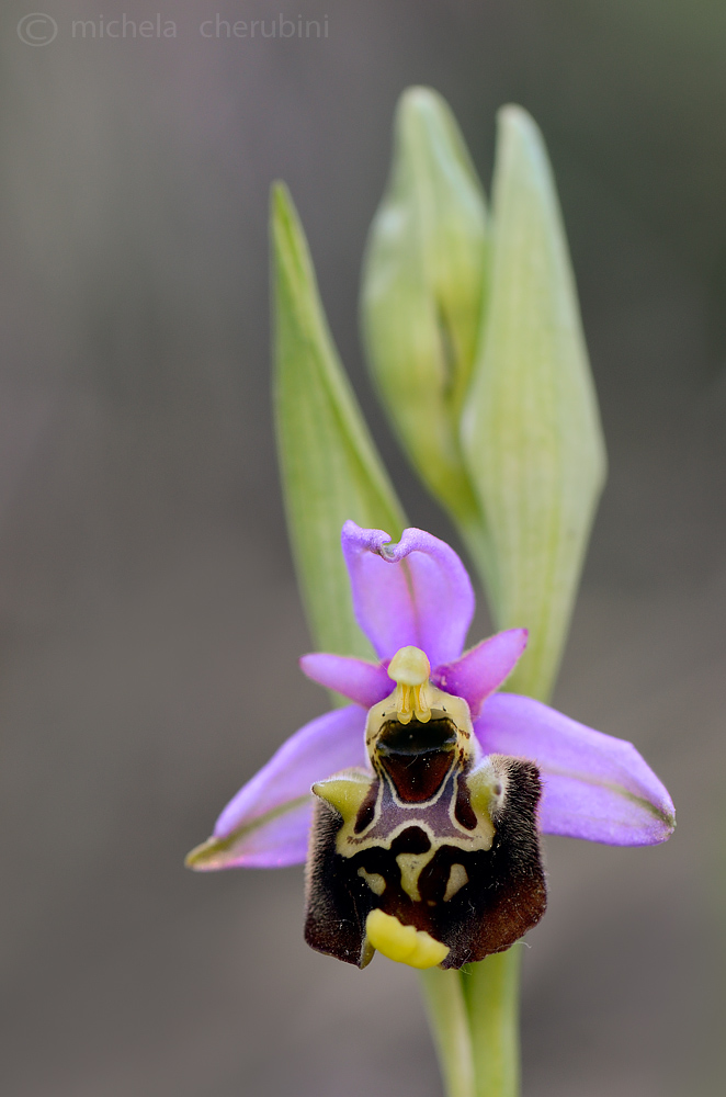 ophrys  holosericea?